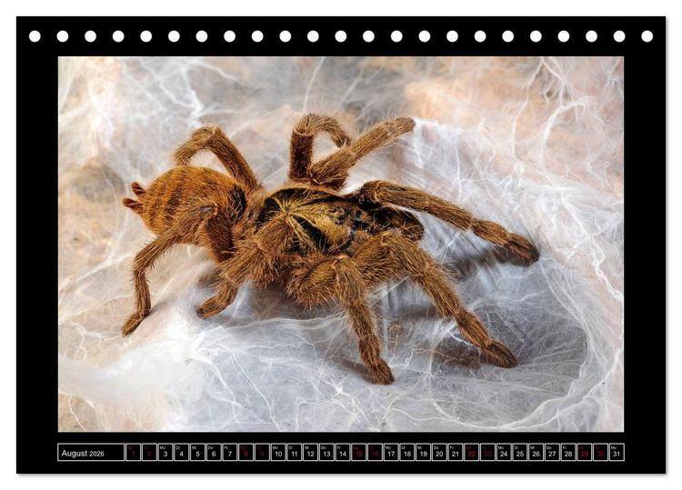Produktbild: Faszination Spinnen (Tischkalender 2026 DIN A5 quer), CALVENDO Monatskalender