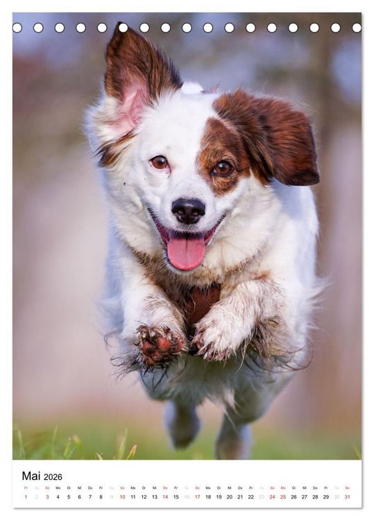 Produktbild: Hundefreunde (Tischkalender 2026 DIN A5 hoch), CALVENDO Monatskalender