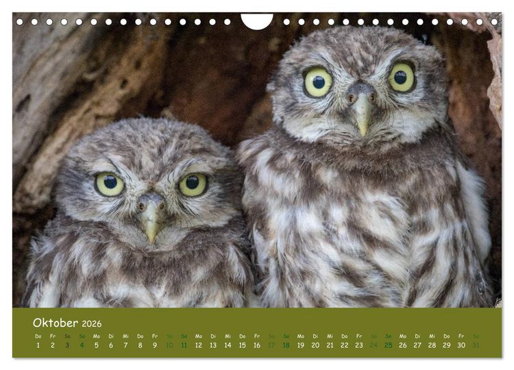Produktbild: Steink&auml;uze (Athene noctua) (Wandkalender 2026 DIN A4 quer), CALVENDO Monatskalender
