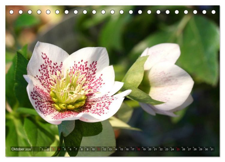 Produktbild: Christrosen (Tischkalender 2026 DIN A5 quer), CALVENDO Monatskalender