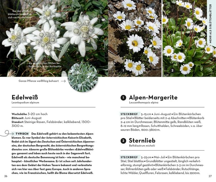 Produktbild: Basic Alpenblumen