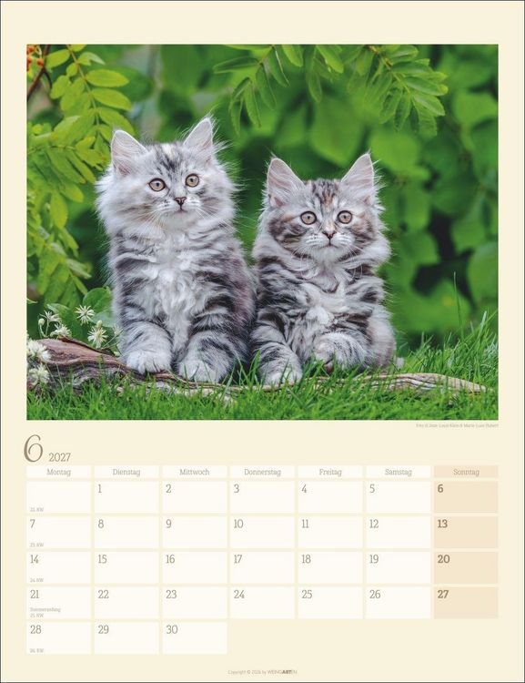 Produktbild: Katzen auf dem Lande Kalender 2027