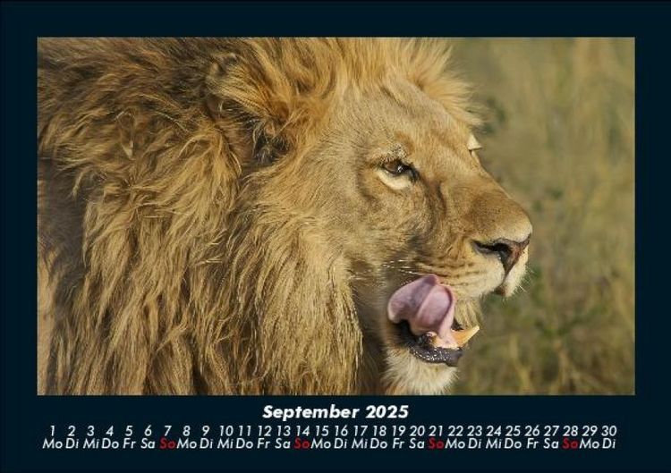 Produktbild: L&ouml;wen in der Wildnis 2025 Fotokalender DIN A5