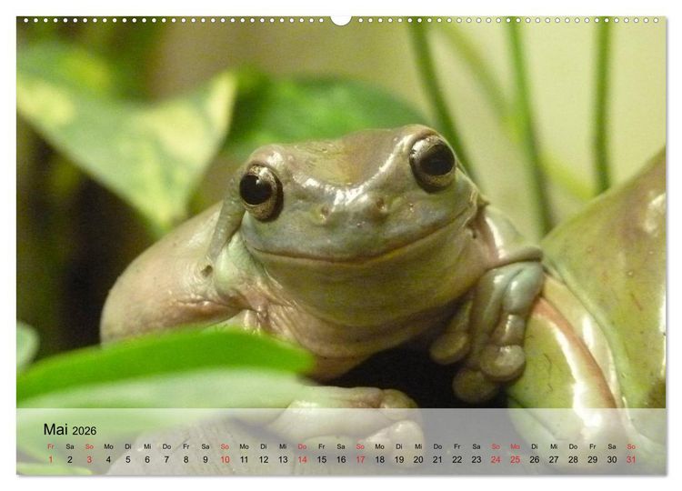 Produktbild: Frosch m&uuml;sste man sein! (Wandkalender 2026 DIN A2 quer), CALVENDO Monatskalender