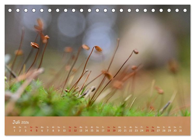 Produktbild: Der Zauber steckt immer im Detail (Tischkalender 2026 DIN A5 quer), CALVENDO Monatskalender