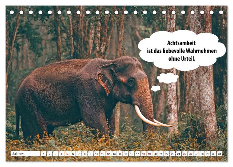 Produktbild: Stille Pfoten, weise Worte - Tiere zeigen dir den Weg zu mehr Gelassenheit (Tischkalender 2026 DIN A5 quer), CALVENDO Monatskalender