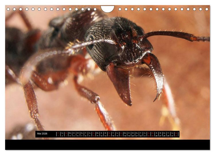 Produktbild: Exotische Ameisen (Wandkalender 2026 DIN A4 quer), CALVENDO Monatskalender