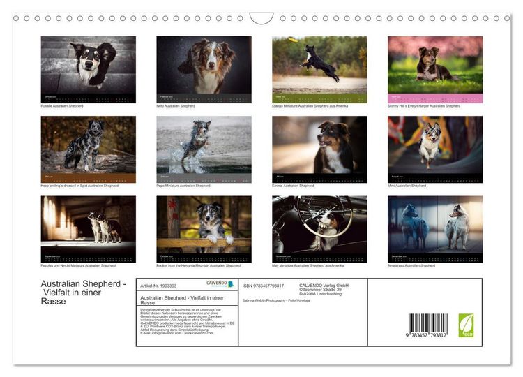 Produktbild: Australian Shepherd - Vielfalt in einer Rasse (Wandkalender 2026 DIN A3 quer), CALVENDO Monatskalender