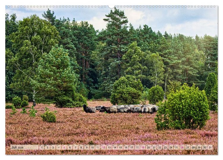 Produktbild: L&uuml;neburger S&uuml;dheide (Wandkalender 2026 DIN A2 quer), CALVENDO Monatskalender