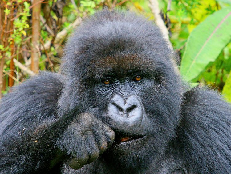 Produktbild: CALVENDO Puzzle Fressende Berggorilla-Dame, Ruanda | 1000 Teile Lege-Gr&ouml;&szlig;e 64x48cm Foto-Puzzle f&uuml;r gl&uuml;ckliche Stunden