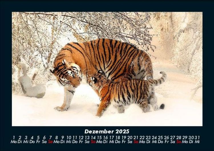 Produktbild: Tiger 2025 Fotokalender DIN A5