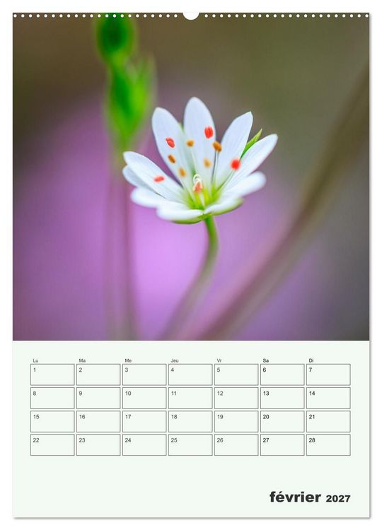 Produktbild: Les fleurs, &eacute;ternelles &eacute;phem&egrave;res (Calendrier mural 2027 DIN A2 horizontal), CALVENDO calendrier mensuel
