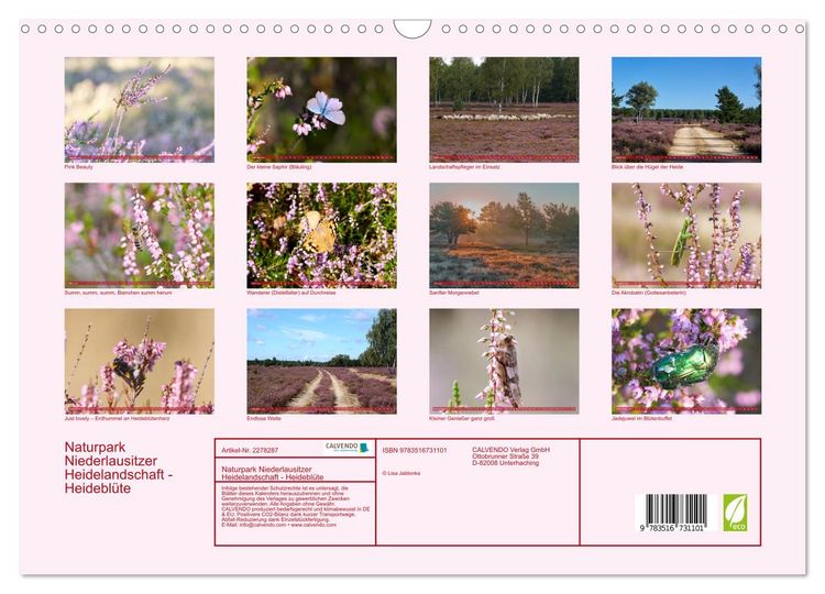 Produktbild: Naturpark Niederlausitzer Heidelandschaft - Heidebl&uuml;te (Wandkalender 2026 DIN A3 quer), CALVENDO Monatskalender