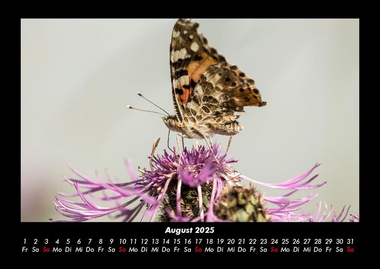 Produktbild: Welt der Tiere 2025 Fotokalender DIN A3
