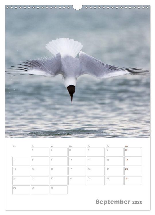 Produktbild: M&ouml;wen - die V&ouml;gel der K&uuml;ste (Wandkalender 2026 DIN A3 hoch), CALVENDO Monatskalender