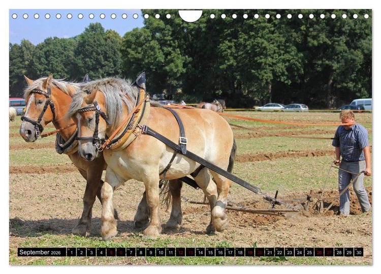 Produktbild: Schwere Pferde 2026 (Wandkalender 2026 DIN A4 quer), CALVENDO Monatskalender