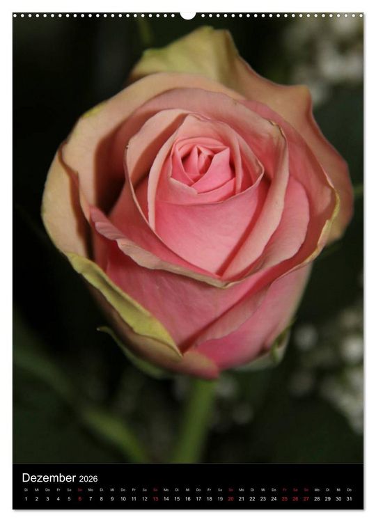 Produktbild: Zauberhafte Rosen (Wandkalender 2026 DIN A2 hoch), CALVENDO Monatskalender