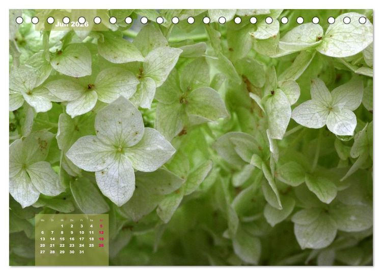 Produktbild: Himmlische Hortensien (Tischkalender 2026 DIN A5 quer), CALVENDO Monatskalender