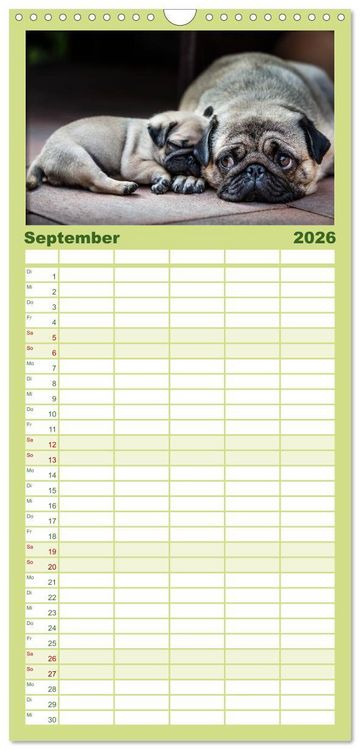 Produktbild: Familienplaner 2026 - Mopswelpen mit 5 Spalten (Wandkalender, 21 x 45 cm) CALVENDO