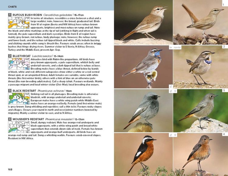 Produktbild: Birds of the Mediterranean: A Photographic Guide