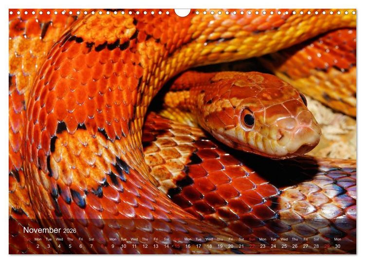 Produktbild: Reptiles Colorful beauties (Wall Calendar 2026 DIN A3 landscape), CALVENDO 12 Month Wall Calendar