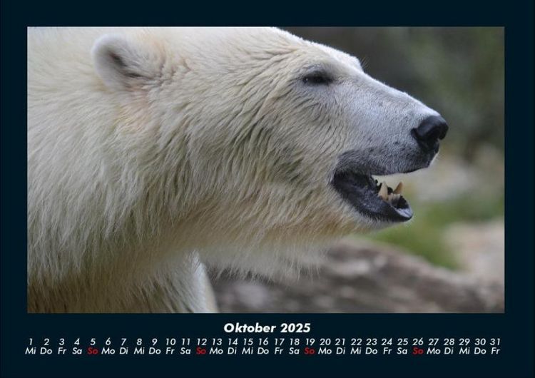 Produktbild: Eisb&auml;ren 2025 Fotokalender DIN A4