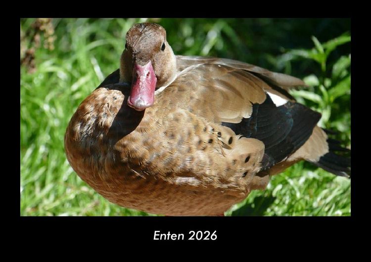 Produktbild: Enten 2026 Fotokalender DIN A3