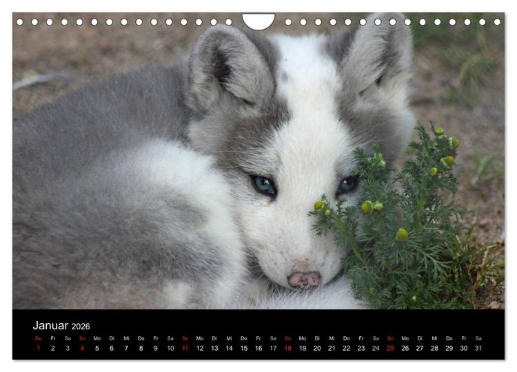 Produktbild: Zoo-Kinder (Wandkalender 2026 DIN A4 quer), CALVENDO Monatskalender