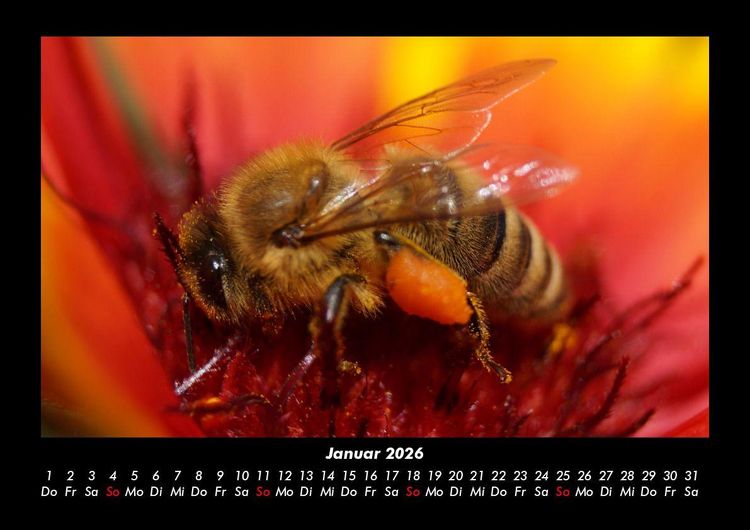Produktbild: Bien 2026 Fotokalender DIN A3
