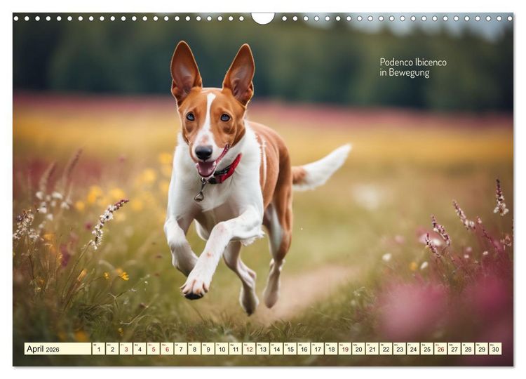 Produktbild: Windhunde im Portrait (Wandkalender 2026 DIN A3 quer), CALVENDO Monatskalender