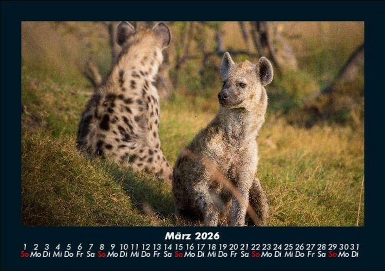Produktbild: Tiere in der Wildnis 2026 Fotokalender DIN A5