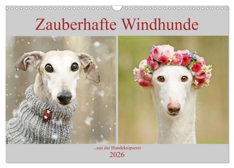 Produktbild: Zauberhafte Windhunde (Wandkalender 2026 DIN A3 quer), CALVENDO Monatskalender