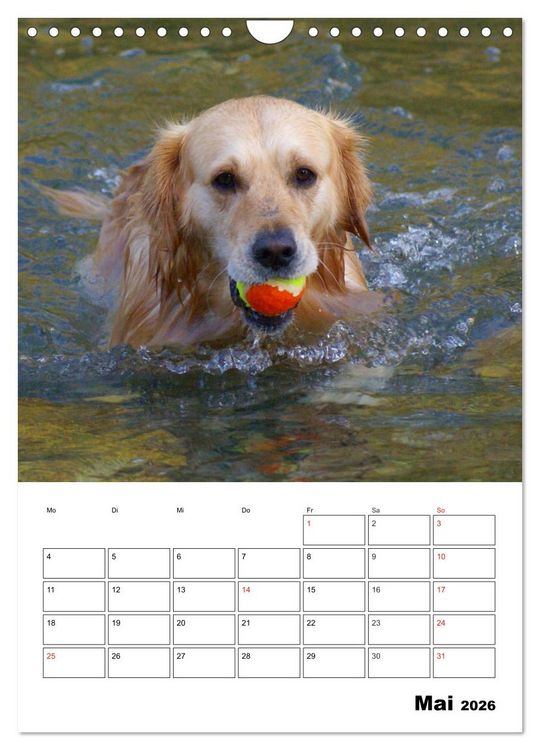 Produktbild: Gl&uuml;cklicher Golden Retriever (Wandkalender 2026 DIN A4 hoch), CALVENDO Monatskalender