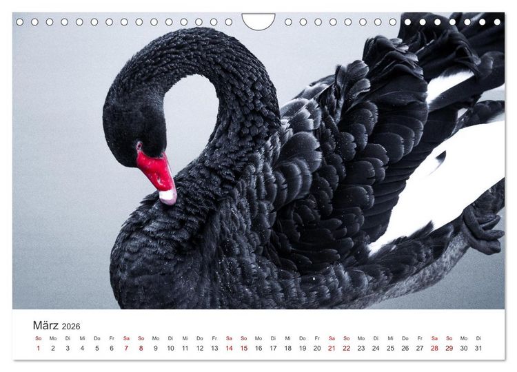 Produktbild: Schw&auml;ne - Prachtvolle Federkleider. (Wandkalender 2026 DIN A4 quer), CALVENDO Monatskalender