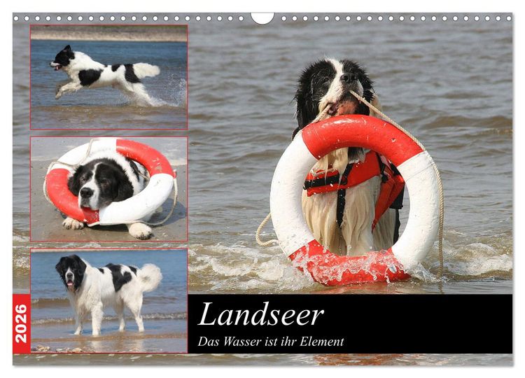 Produktbild: Landseer - Das Wasser ist ihr Element (Wandkalender 2026 DIN A3 quer), CALVENDO Monatskalender