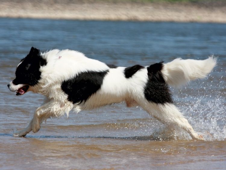 Produktbild: CALVENDO Puzzle Landseer beim Badespa&szlig; | 1000 Teile Lege-Gr&ouml;&szlig;e 64x48cm Foto-Puzzle f&uuml;r gl&uuml;ckliche Stunden