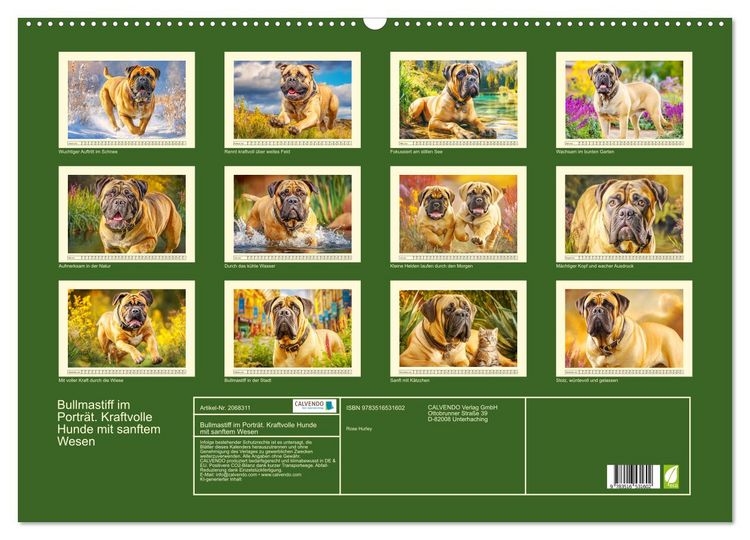 Produktbild: Bullmastiff im Portr&auml;t. Kraftvolle Hunde mit sanftem Wesen (Wandkalender 2026 DIN A2 quer), CALVENDO Monatskalender