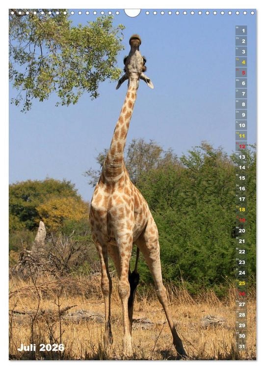 Produktbild: Giraffen - Anmut und Sanftheit (Wandkalender 2026 DIN A3 hoch), CALVENDO Monatskalender
