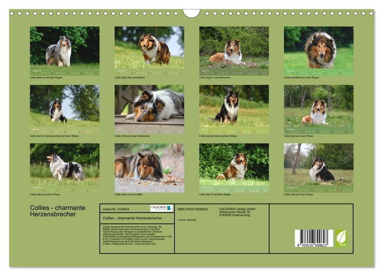 Produktbild: Collies - charmante Herzensbrecher (Wandkalender 2026 DIN A3 quer), CALVENDO Monatskalender
