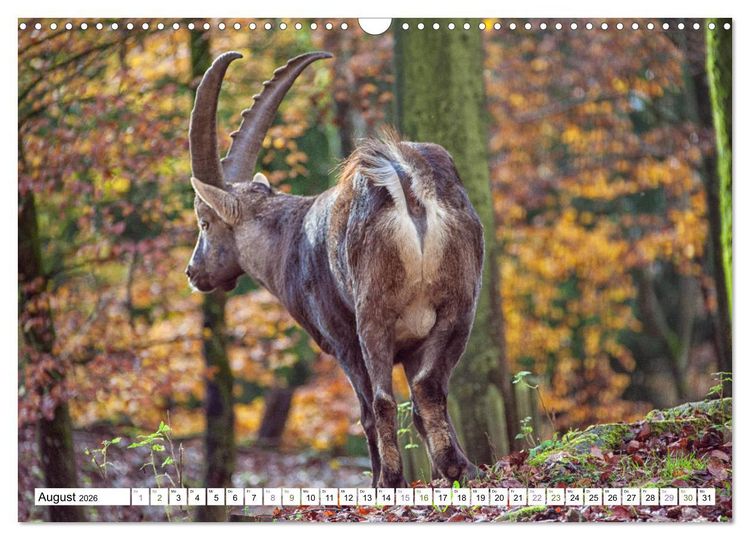 Produktbild: Steinb&ouml;cke - imposante Tiere (Wandkalender 2026 DIN A3 quer), CALVENDO Monatskalender