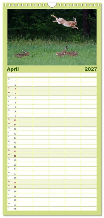 Produktbild: Familienplaner 2027 - Feldhasen in H&ouml;chstform mit 5 Spalten (Wandkalender, 21 x 45 cm) CALVENDO