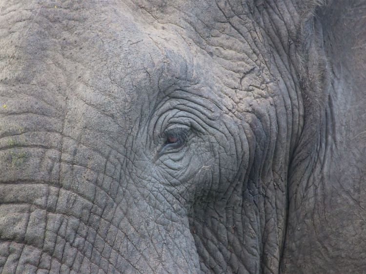 Produktbild: CALVENDO Puzzle begegnung im tembe elephant park, s&uuml;dafrika | 1000 Teile Lege-Gr&ouml;&szlig;e 64x48cm Foto-Puzzle f&uuml;r gl&uuml;ckliche Stunden