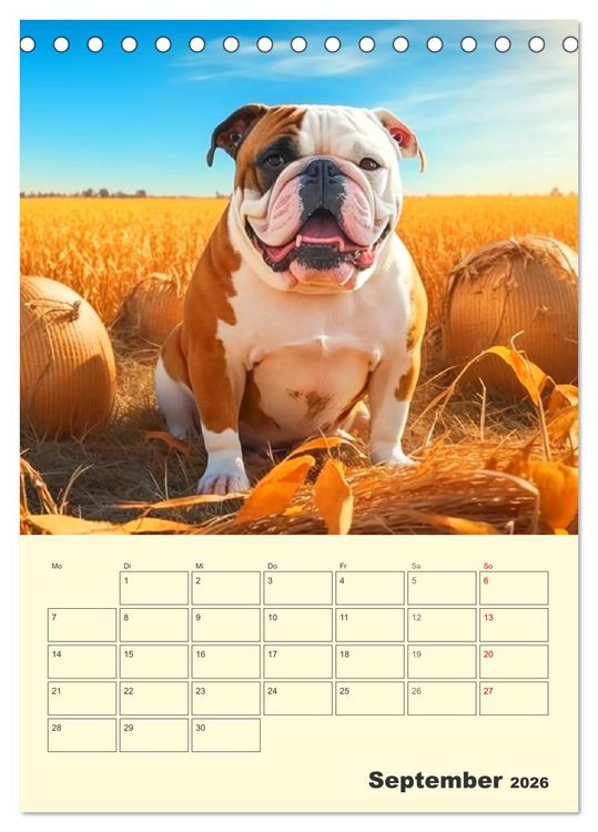 Produktbild: English Bulldogs. Fr&ouml;hliche Dickk&ouml;pfe mit Charakter (Tischkalender 2026 DIN A5 hoch), CALVENDO Monatskalender