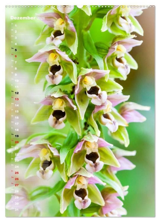 Produktbild: Auf der Suche nach Orchideen in Deutschland (Wandkalender 2026 DIN A2 hoch), CALVENDO Monatskalender