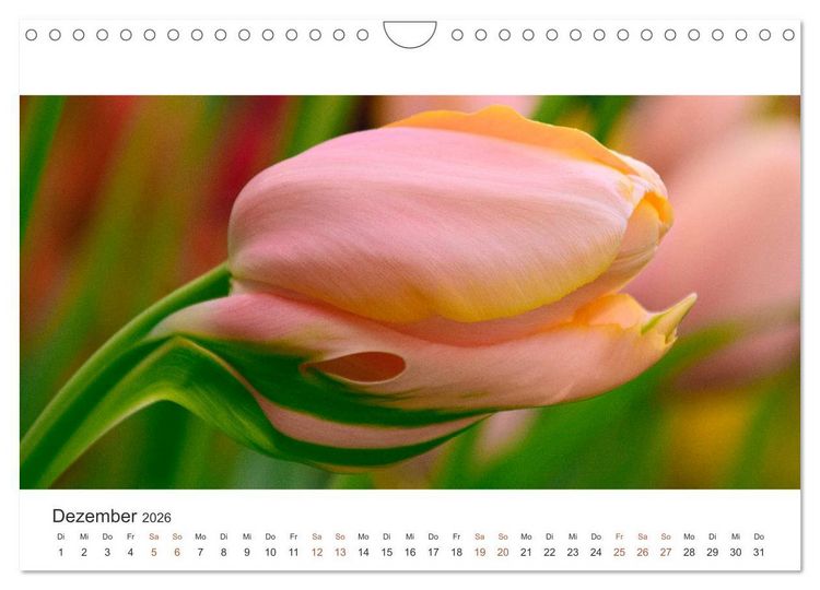 Produktbild: Zauberhafte Tulpen (Wandkalender 2026 DIN A4 quer), CALVENDO Monatskalender