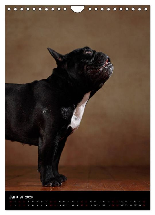 Produktbild: Bullys mit Charme - Franz&ouml;sische Bulldoggen im Portrait (Wandkalender 2026 DIN A4 hoch), CALVENDO Monatskalender