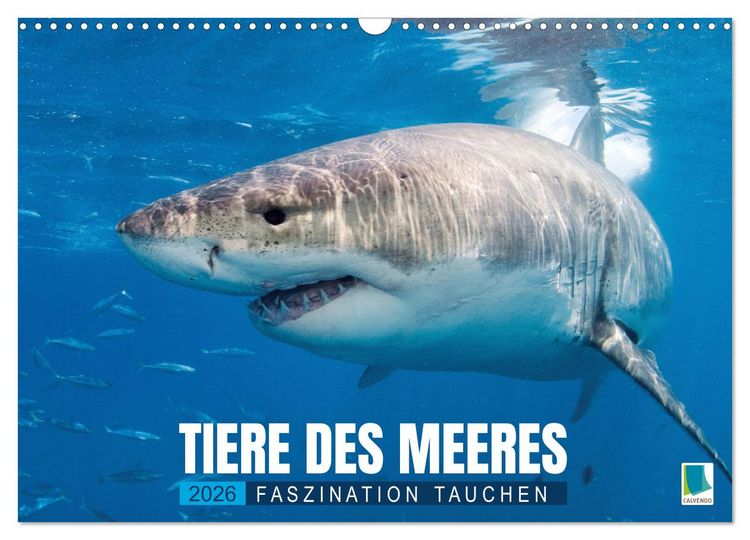 Produktbild: Tiere des Meeres: Faszination Tauchen (Wandkalender 2026 DIN A3 quer), CALVENDO Monatskalender
