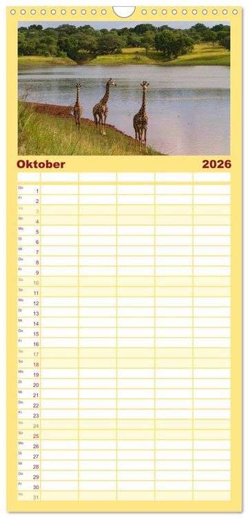 Produktbild: Familienplaner 2026 - Afrikas Tierwelt: Giraffen mit 5 Spalten (Wandkalender, 21 x 45 cm) CALVENDO