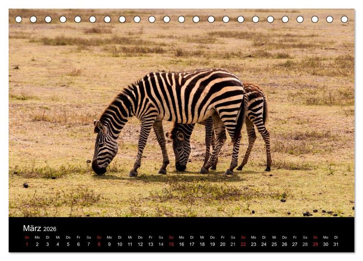 Produktbild: Wildes Afrika (Tischkalender 2026 DIN A5 quer), CALVENDO Monatskalender