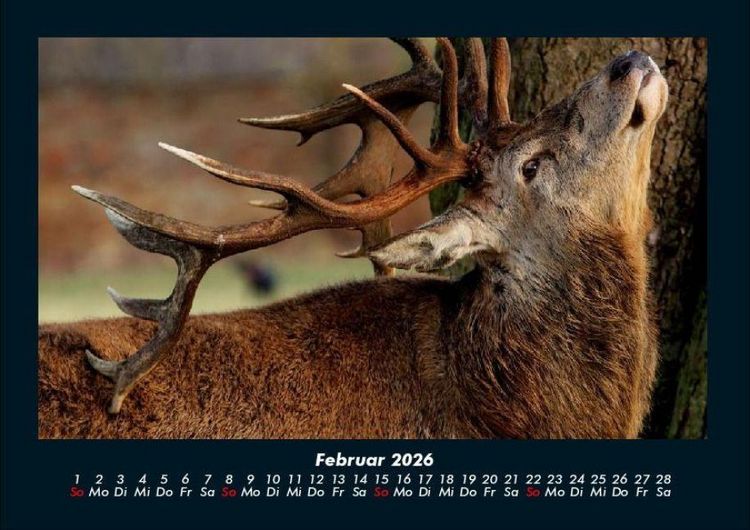 Produktbild: Tiere in der Wildnis 2026 Fotokalender DIN A4